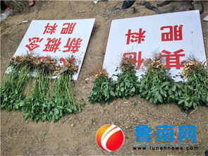 山東新概念肥業(yè)秋季花生觀摩會(huì)在莒縣召開